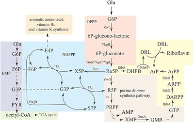 Improving the Production of Riboflavin by Introducing a Mutant Ribulose 5-Phosphate 3-Epimerase Gene in Bacillus subtilis